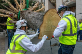 Rockefeller Christmas Tree is Delivered and Raised