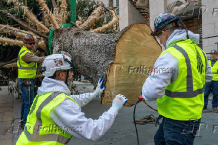 Rockefeller Christmas Tree is Delivered and Raised