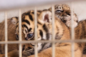 Two Sumatran tiger cubs born at the Amiens zoo