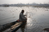 A Kashmiri man uses a stick with a metal hook while harvesting lotus stems locally known as ?Nadur? at Nigeen Lake in Srinagar