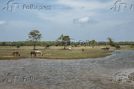 Fazenda Bom Jesus, propriedade rural com criao de bfalos, em Soure (PA)