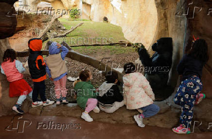 Gorillas receive Christmas boxes containing food at Bioparc Fuengirola, in Fuengirola