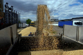FILE PHOTO: A worker loads a truck with grain at a terminal during barley harvesting in Odesa region