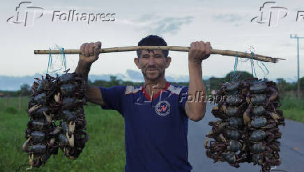 Catador de caranguejo segura vara com animais em estrada na regio de Bragana