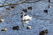 Avain Flu detedted in wild birds in Massachusetts