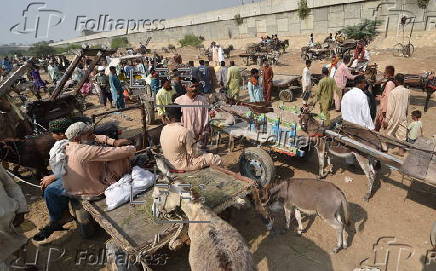 Prices of donkeys surge in Pakistan due to increasing demand from China