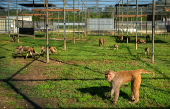 Tulane's primate research center pivots to coronavirus