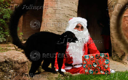 Lemurs receive Christmas boxes containing food at Bioparc Fuengirola, in Fuengirola