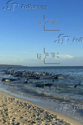 Decenas de ballenas piloto se quedan varadas en una playa del suroeste de Australia