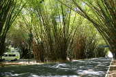 Tnel de bambuzal na entrada Aeroporto de Salvador (BA)