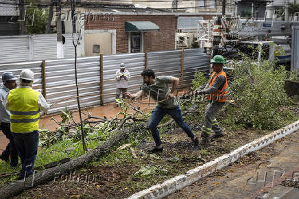 Corte de rvores na avenida Sena Madureira, em So Paulo (SP)