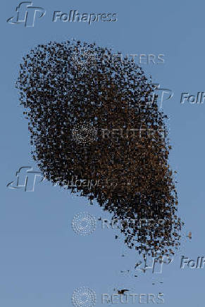 A murmuration of migrating starlings is seen across the sky at a landfill site near Beersheba