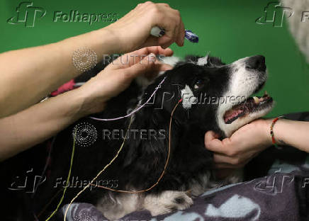 Researcher Boros puts electrodes on Rohan during a test at the Eotvos Lorand University in Budapest