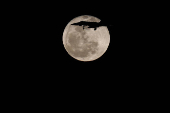 A fighter aircraft McDonnell Douglas F/A-18 Hornet of the Spanish Air Force crosses the full moon known as the 