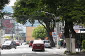 Semforo escondido por galhos em Moema em So Paulo
