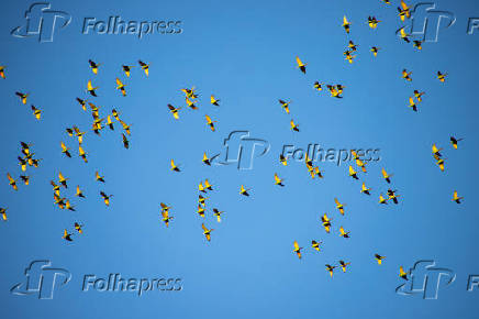 Plantao de sorgo atrai centenas de maritacas