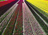 Drone picture of a tulip field in Lisse