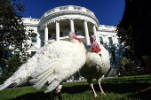 US President Biden pardons two turkeys on annual Thanksgiving tradition