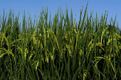 Rice plants are pictured in a field in Kalampura village