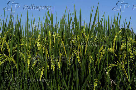 Rice plants are pictured in a field in Kalampura village