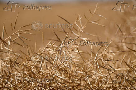 FILE PHOTO: A ripe canola field ready for harvest in a farmer?s field near Kindersley, Saskatchewan, Canada