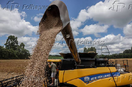 Colheita de feijo carioquinha no PR