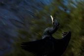 Bird life, in Dublin