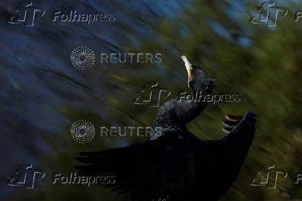 Bird life, in Dublin