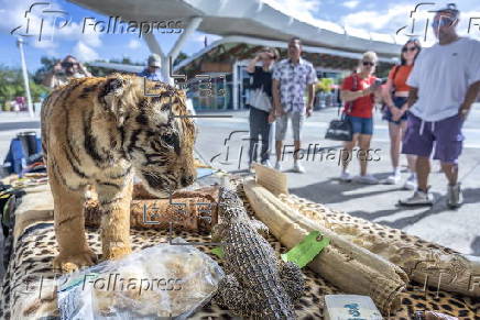 Ivory surrender event to encourage public to save elephants