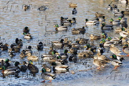 Avain Flu detedted in wild birds in Massachusetts