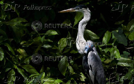 FILE PHOTO: A heron with a plastic cup stuck through its throat, in Rio de Janeiro