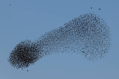 A murmuration of migrating starlings is seen across the sky at a landfill site near Beersheba