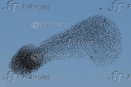 A murmuration of migrating starlings is seen across the sky at a landfill site near Beersheba