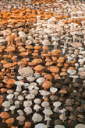 Cogumelos de barro na ala organizada pelo artista espanhol Antonio Ballester Moreno