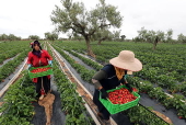 Strawberries harvest in Tunisia