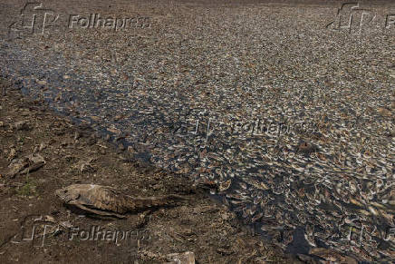 Mudanas climticas provocam mortandade de peixes no PA