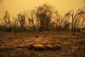Jacar queimado no Pantanal (MT)
