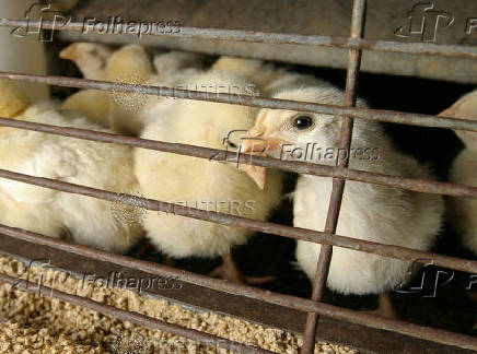 FILE PHOTO: AVIAN FLU FREE CHICKS FOR SALE.