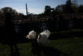 U.S. President Biden pardons the ThanksgivingTurkeys during the annual ceremony at the White House in Washington, U.S.