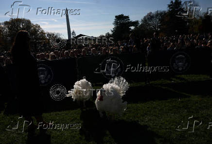 U.S. President Biden pardons the ThanksgivingTurkeys during the annual ceremony at the White House in Washington, U.S.