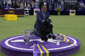 Westminster Kennel Club  coroado como o melhor da exposio canina anual