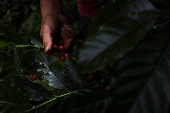 A worker picks coffee berries at a plantation in Anolaima