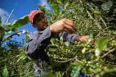 Workers harvest coffee at a plantation in San Carlos de Tarrazu