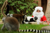 Lemurs receive Christmas boxes containing food at Bioparc Fuengirola, in Fuengirola