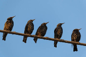 Migrating starlings gather on power lines at a landfill site near Beersheba