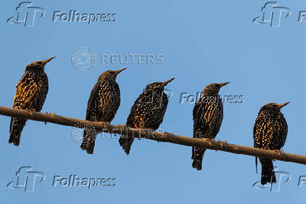 Migrating starlings gather on power lines at a landfill site near Beersheba