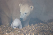 A female polar bear, Nuka, stands next to her cub, in Karlsruhe