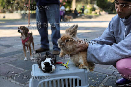 People bring their pets to be blessed on Saint Anthony's day, on the outskirts of Mexico City