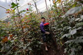 Workers prepare flowers for export for Valentine?s at a plantation, in Quito