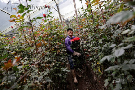 Workers prepare flowers for export for Valentine?s at a plantation, in Quito